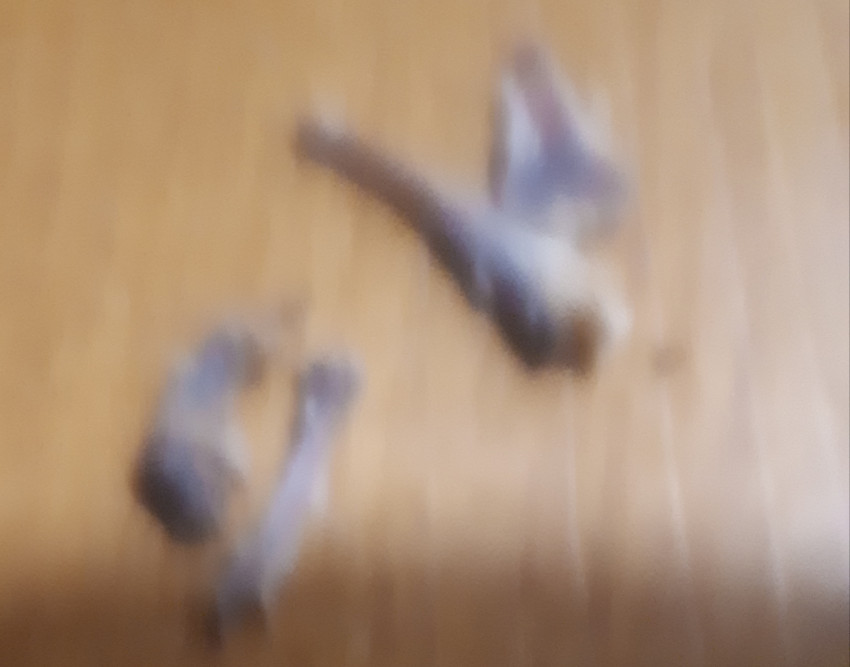 2ffe01fa072d5be747d1280d69d31ed4_1655658289_7772.jpg