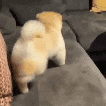 a4151ddf98d078717010d6f12e372337_1660580349_6615.gif