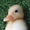 3c237d82b5cd50a0f99d425bed100389_1671465424_0079.gif