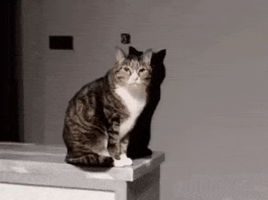 50e6676a1eb00b7e6125e16ac8e86700_1676626060_8087.gif