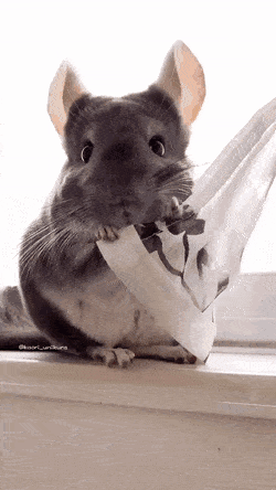 ee2dce4213f9119423f26536686b024a_1675995609_8467.gif