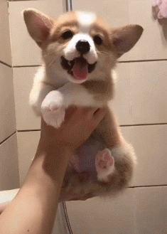 3a7d1d16e634195d599b374cd2e0ced1_1678244993_5244.gif