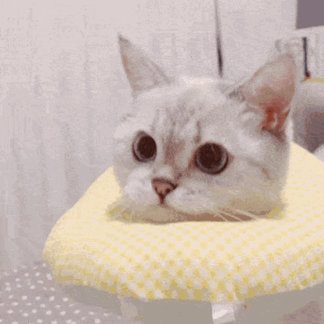 3a7d1d16e634195d599b374cd2e0ced1_1678246216_3267.gif