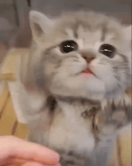 3a7d1d16e634195d599b374cd2e0ced1_1678246250_1713.gif