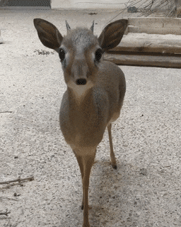 3a7d1d16e634195d599b374cd2e0ced1_1678246279_2659.gif