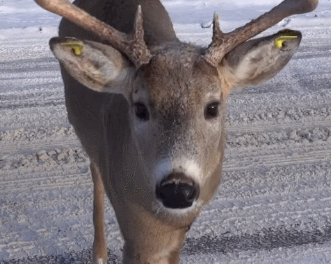3a7d1d16e634195d599b374cd2e0ced1_1678246305_7372.gif