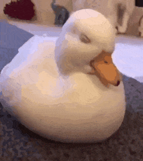 71df35b0677e9f5eef9007481bdc49d8_1679319709_893.gif