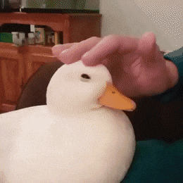 71df35b0677e9f5eef9007481bdc49d8_1679319719_2452.gif