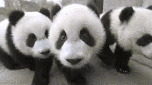 8a5578bcc6cee25213792cf033f9c706_1680100540_4287.gif