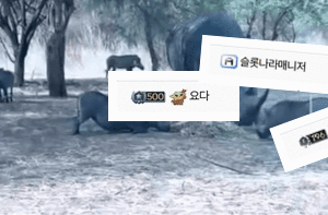 이미지