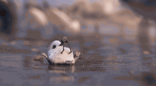 475e7d20cb2375266bbd8aedf0344d4d_1703312972_8422.gif