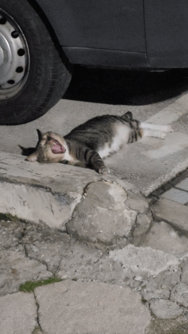 c19c486b2f27d103338dd26f2a500811_1704983351_8642.gif