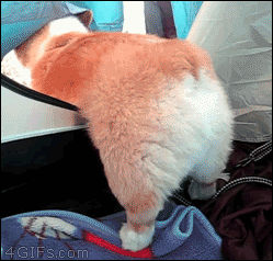 74753e42b81506fcf034d4540a8d166a_1714191588_4528.gif