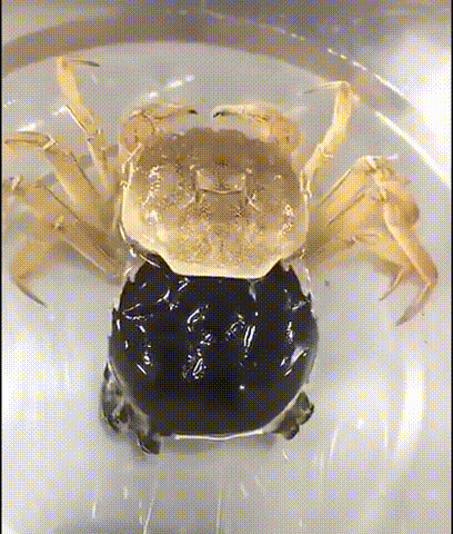 a98d3211b82021fabcf7751428b1797e_1725890271_8655.gif