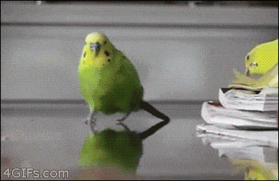 69726d9fb21891a19cd28719254190e4_1729552311_1971.gif