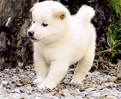 1c92db4dff5162c46467bf9904e33ce1_1735101877_6203.gif