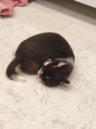 e87e8d9d5eb6ef456af7e680adf55abe_1750386333_1816.gif