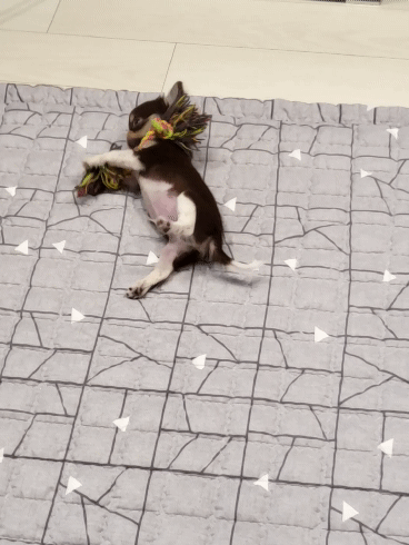 e87e8d9d5eb6ef456af7e680adf55abe_1750386435_5624.gif