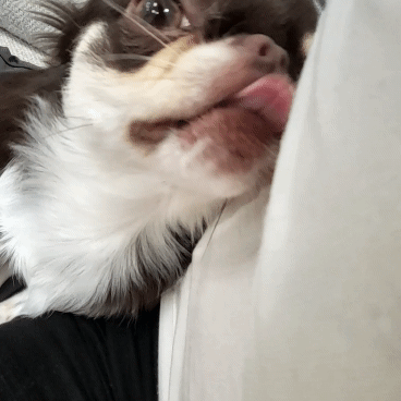 e87e8d9d5eb6ef456af7e680adf55abe_1750386474_0156.gif