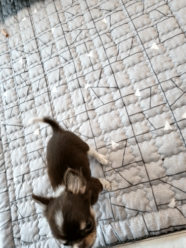 e87e8d9d5eb6ef456af7e680adf55abe_1750386628_8569.gif