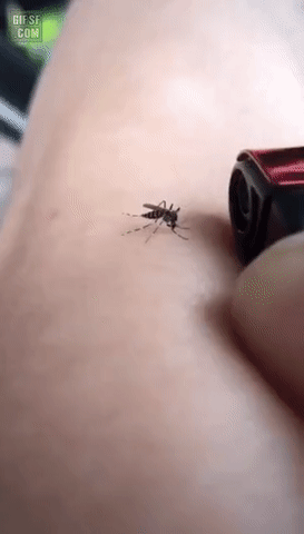 f0bed815871eaf8b1d5202efb48f8c71_1754765380_7304.gif