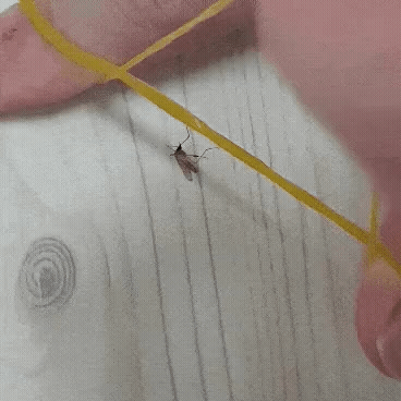 f0bed815871eaf8b1d5202efb48f8c71_1754765383_2643.gif