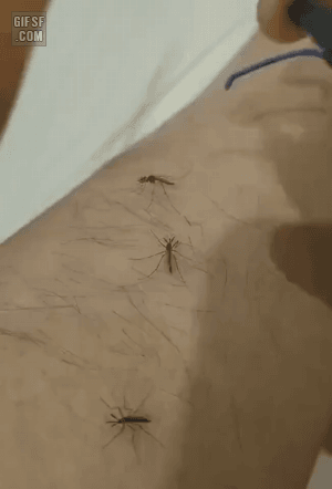 f0bed815871eaf8b1d5202efb48f8c71_1754765384_6009.gif