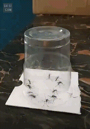 f0bed815871eaf8b1d5202efb48f8c71_1754765385_3516.gif