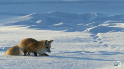 97f1254cf9596070fc86c01117ff4e64_1759745688_2662.gif