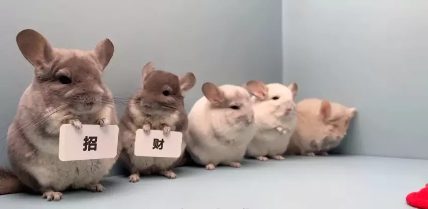 a19059ef69e207ca7f9083cdc02acb2b_1770602137_4688.webp