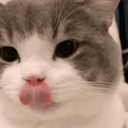 be971134686a8e7bb1fbe76a526cdb06_1787112142_1232.gif