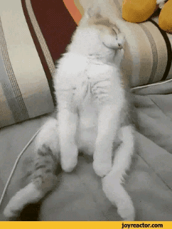 40eabef69b8743c1637495ad66f06b01_1788621303_7317.gif