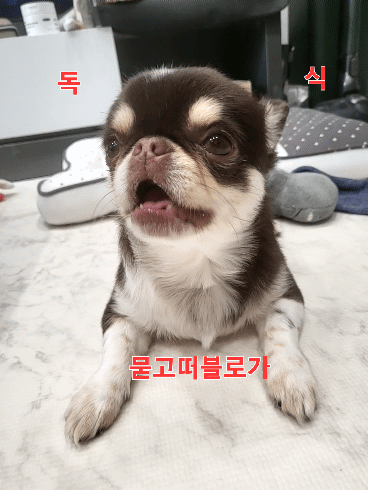 이미지